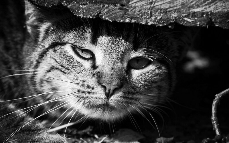 Tabby Cat under Log