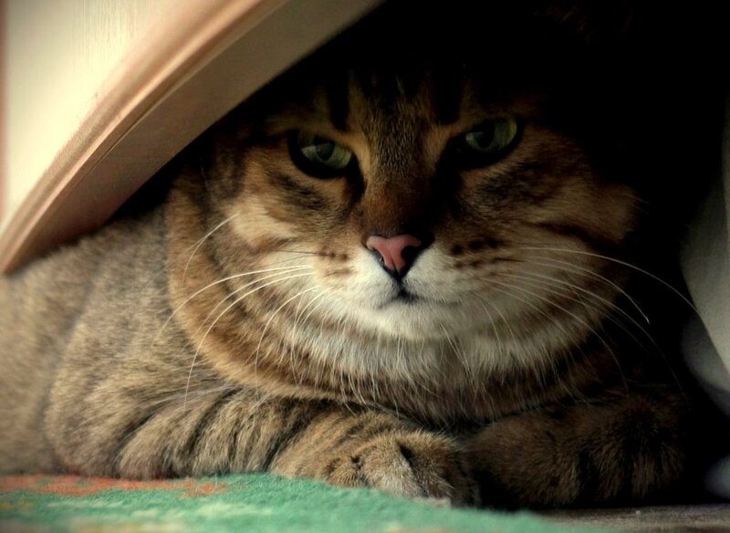 Tabby Cat under Object