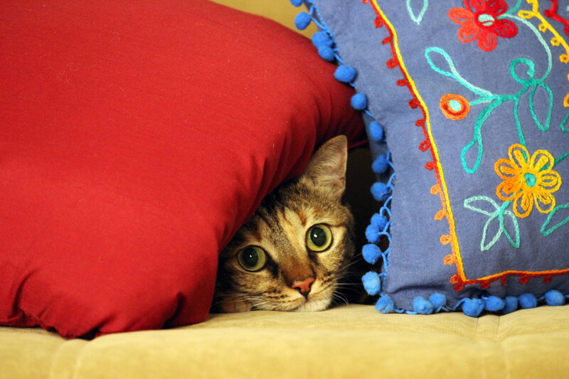 Tabby Cat under Pillows
