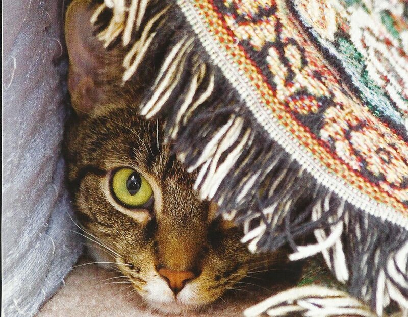 Tabby Cat under Rug