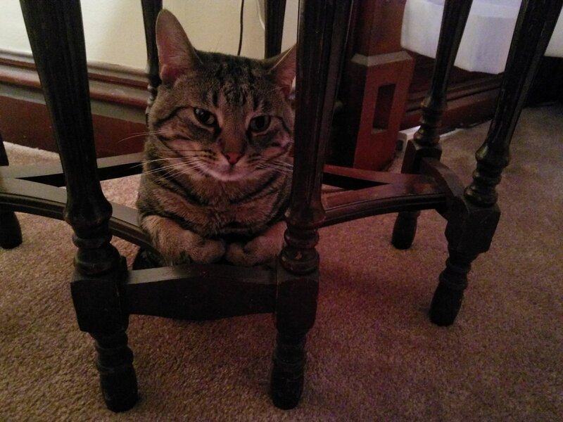 Tabby Cat under Table — Brown