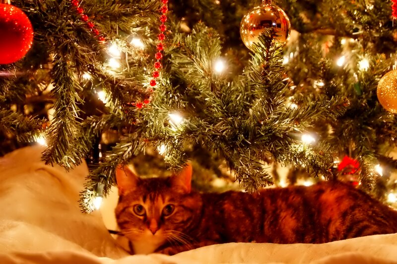 Tabby Cat under Tree