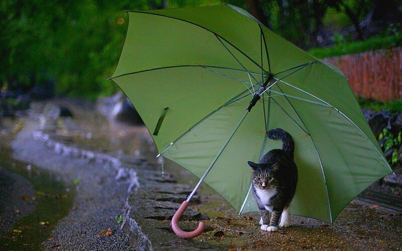 Tabby Cat under Umbrella — Green, Calm