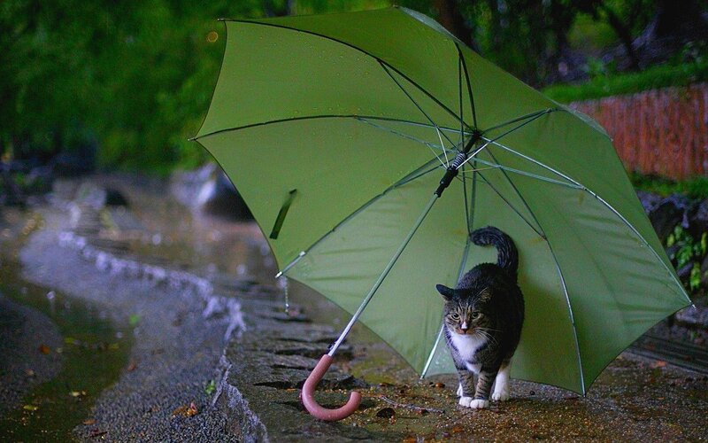 Tabby Cat under Umbrella — Green