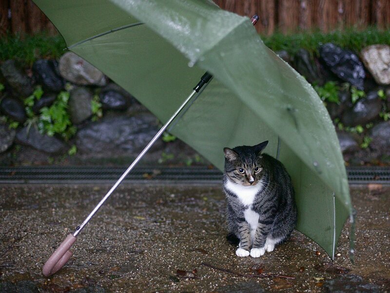Tabby Cat under Umbrella