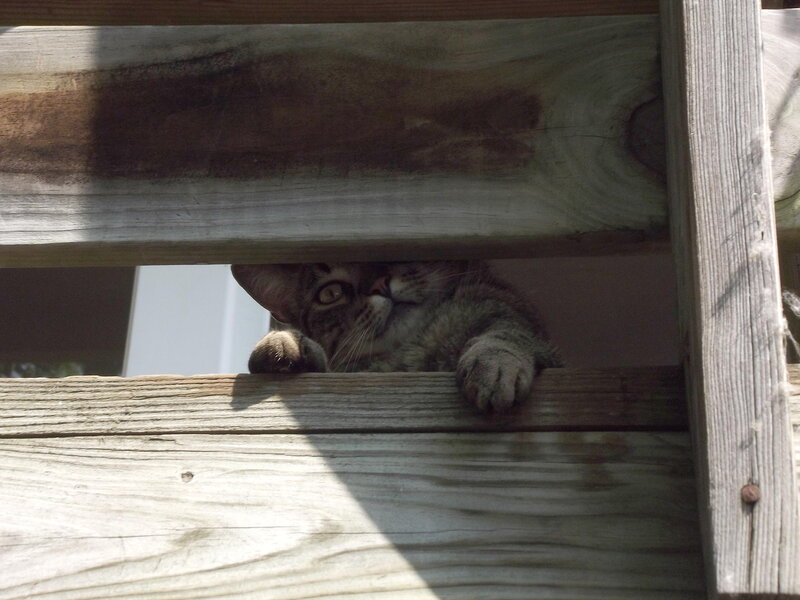 Tabby Cat under Wood — Brown