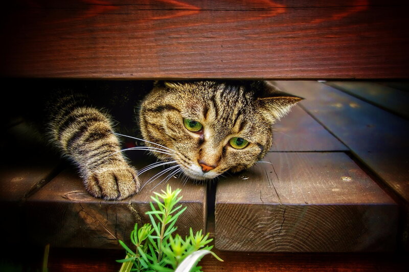 Tabby Cat under Wood