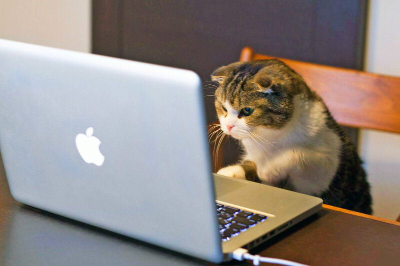 Tabby Cat Using Laptop