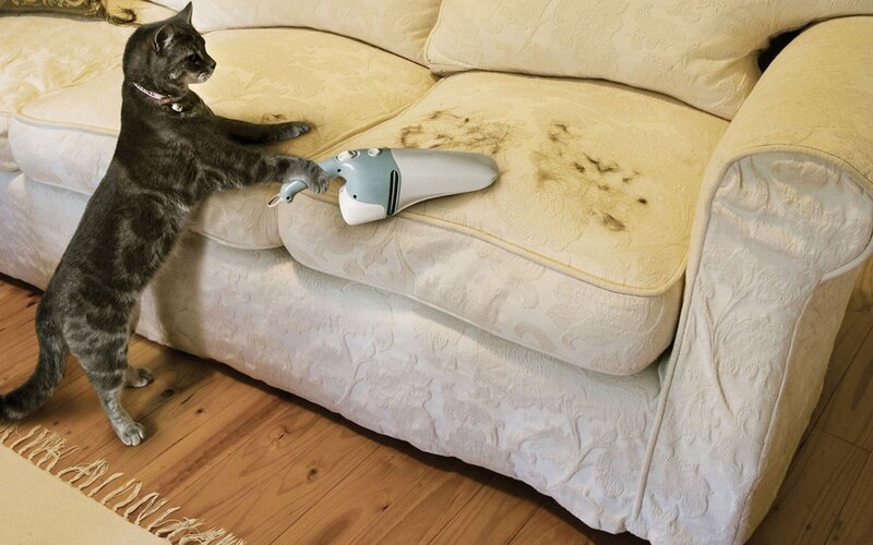 Tabby Cat Using Vacuum