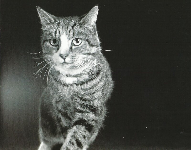 Tabby Cat Walking — Black
