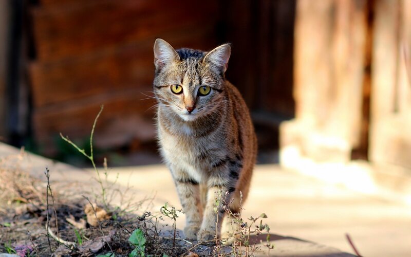 Tabby Cat Walking — Brown, Alert, Afternoon, Photograph, Plants