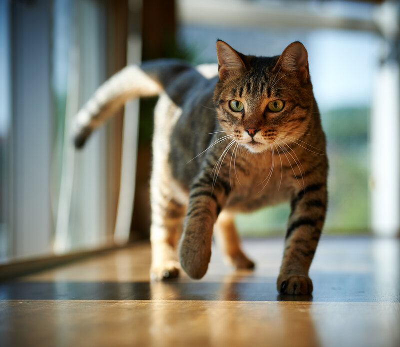 Tabby Cat Walking — Brown, Alert, Afternoon, Photograph