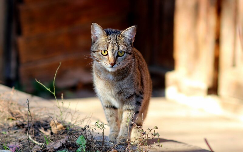 Tabby Cat Walking — Brown, Alert, Afternoon