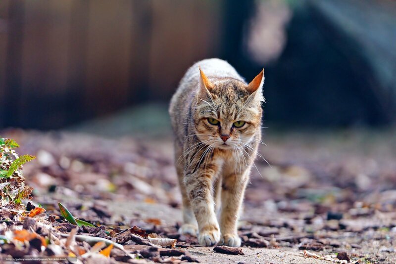 Tabby Cat Walking — Brown, Alert, Autumn, Photograph