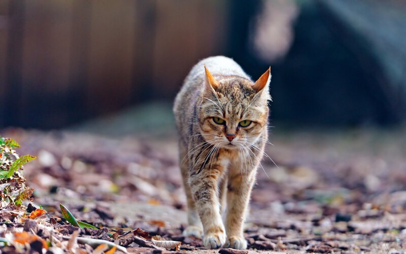 Tabby Cat Walking — Brown, Alert, Autumn