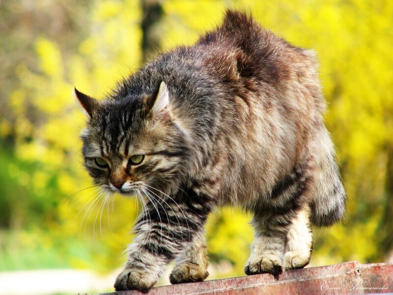 Tabby Cat Walking — Brown, Alert, Spring