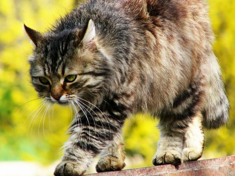 Tabby Cat Walking — Brown, Alert