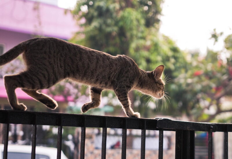 Tabby Cat Walking — Brown, Calm, Afternoon, Photograph, Fence