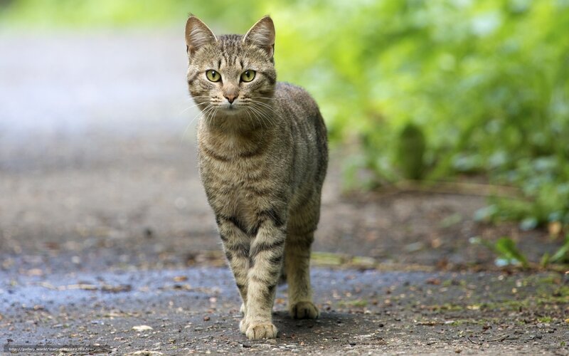 Tabby Cat Walking — Brown, Calm, Afternoon, Photograph, Path