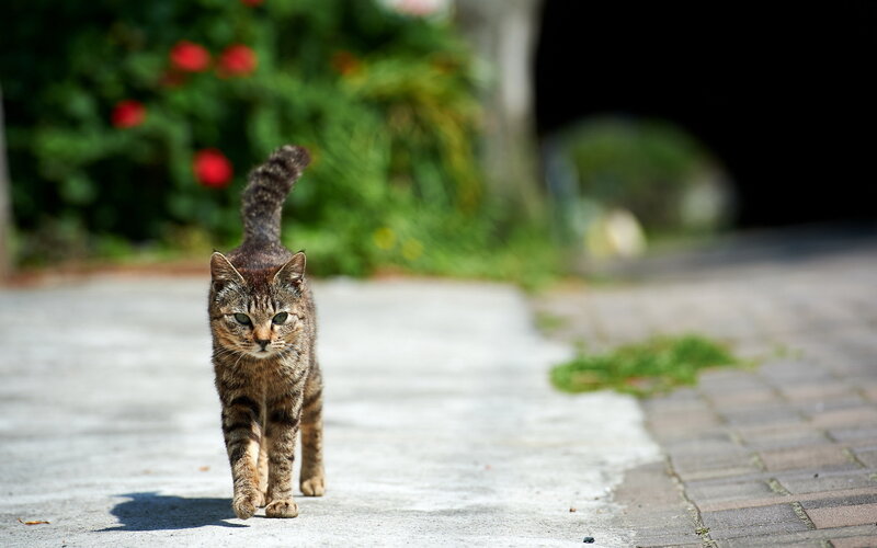 Tabby Cat Walking — Brown, Calm, Afternoon, Photograph