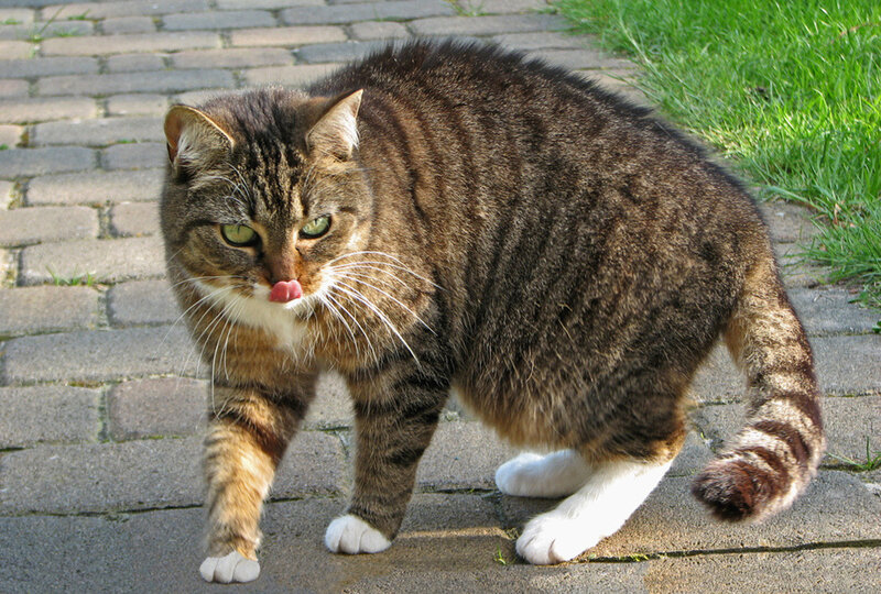 Tabby Cat Walking — Brown, Calm, Afternoon