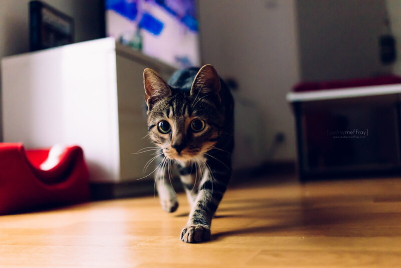 Tabby Cat Walking — Brown, Curious
