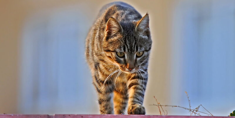 Tabby Cat Walking — Brown, Focused, Afternoon