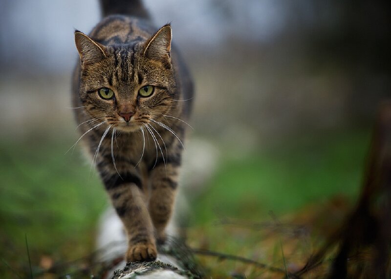 Tabby Cat Walking — Brown, Focused