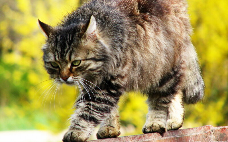 Tabby Cat Walking — Brown