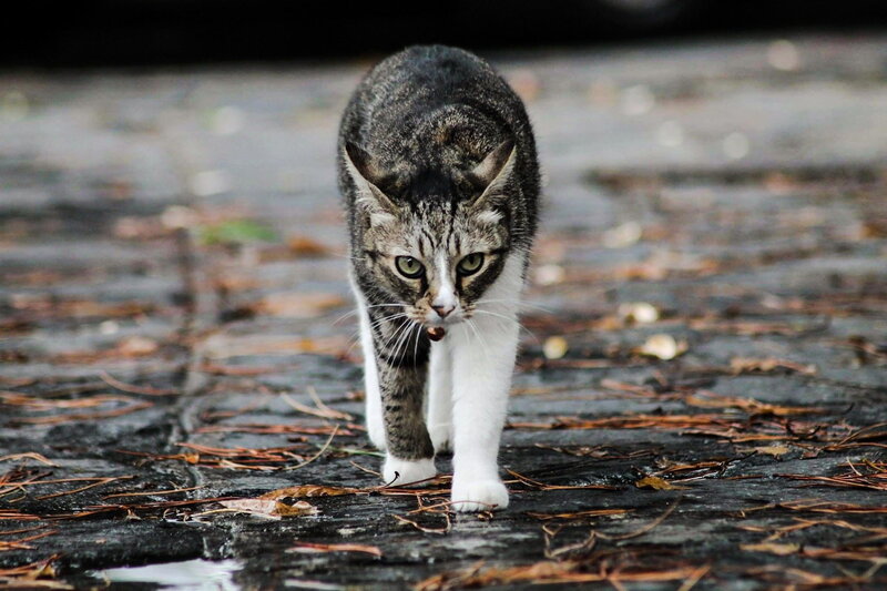 Tabby Cat Walking — Gray, Alert