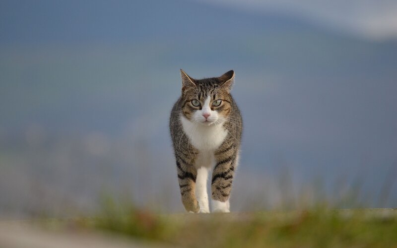 Tabby Cat Walking — Gray, Calm, Afternoon, Photograph, Grass