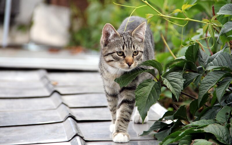 Tabby Cat Walking — Gray, Calm, Afternoon, Photograph