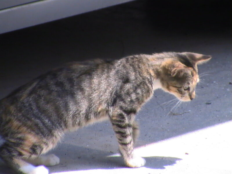 Tabby Cat Walking — Gray, Calm, Afternoon
