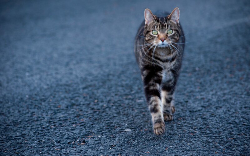Tabby Cat Walking — Gray, Calm, Night