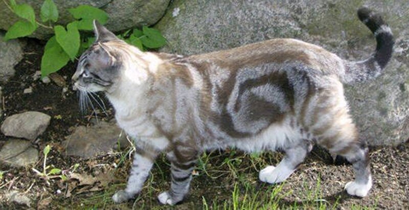 Tabby Cat Walking — Gray, Calm