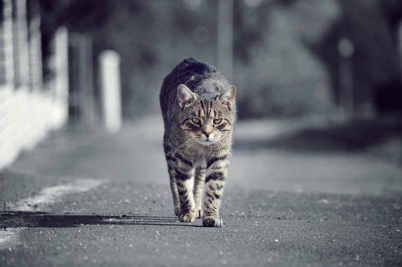 Tabby Cat Walking — Gray, Dramatic