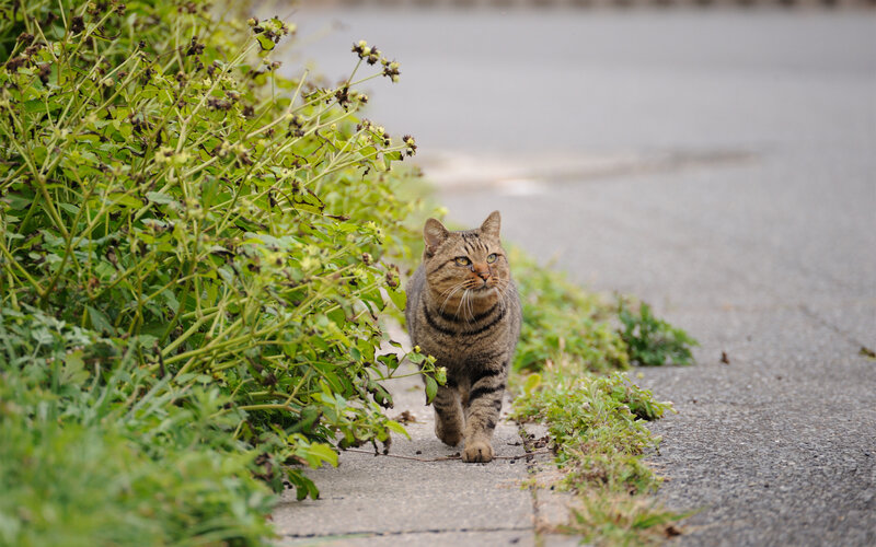 Tabby Cat Walking — Green, Calm