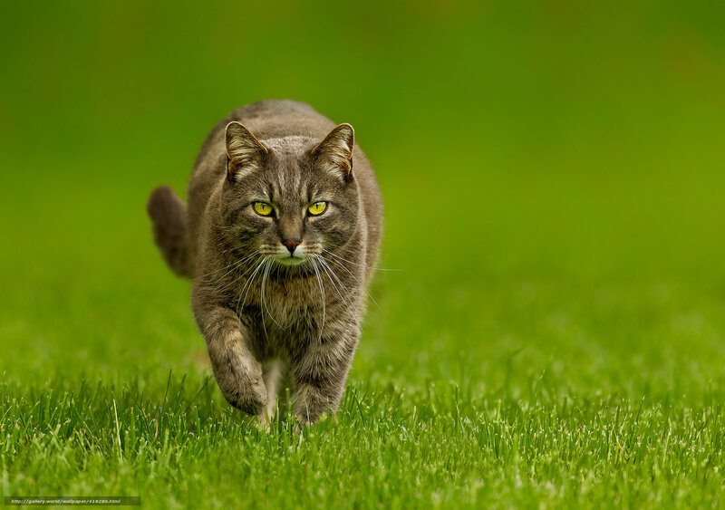 Tabby Cat Walking — Green, Focused, Afternoon, Photograph, Grass