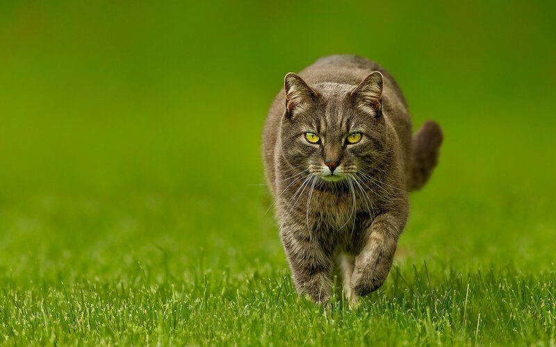 Tabby Cat Walking — Green, Focused, Afternoon, Photograph