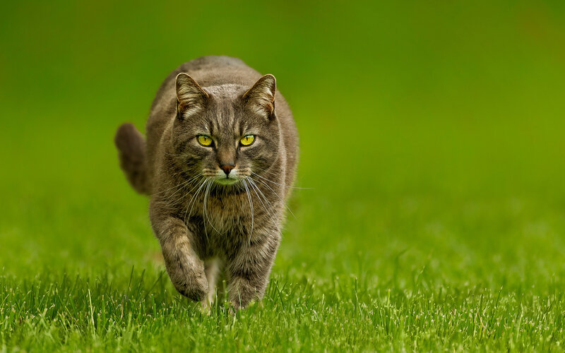 Tabby Cat Walking — Green, Focused, Afternoon