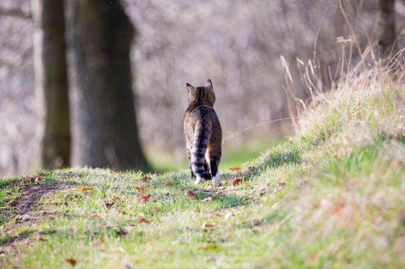 Tabby Cat Walking — Green, Serene