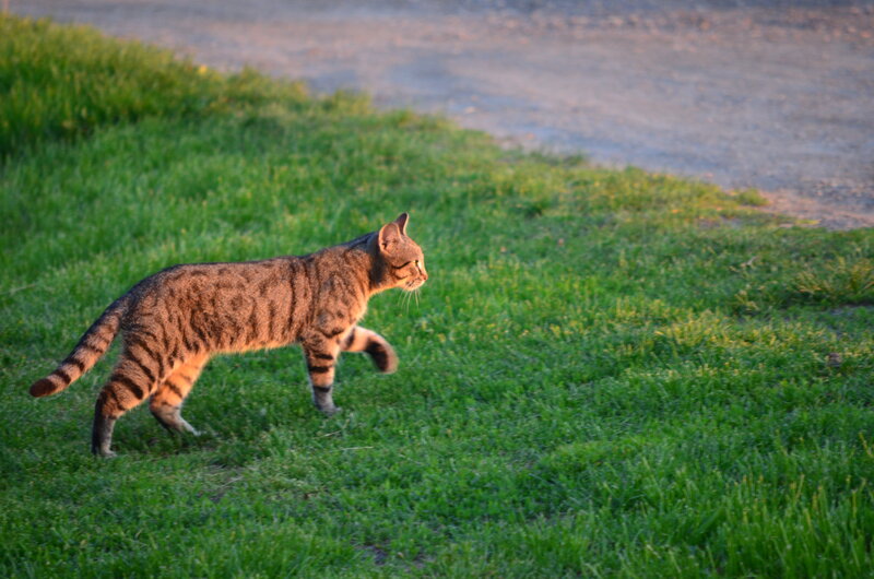 Tabby Cat Walking — Green