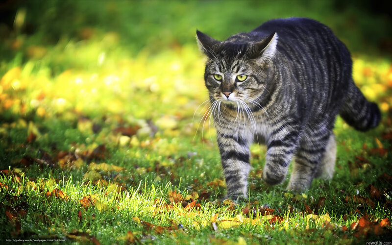 Tabby cat walking in autumn