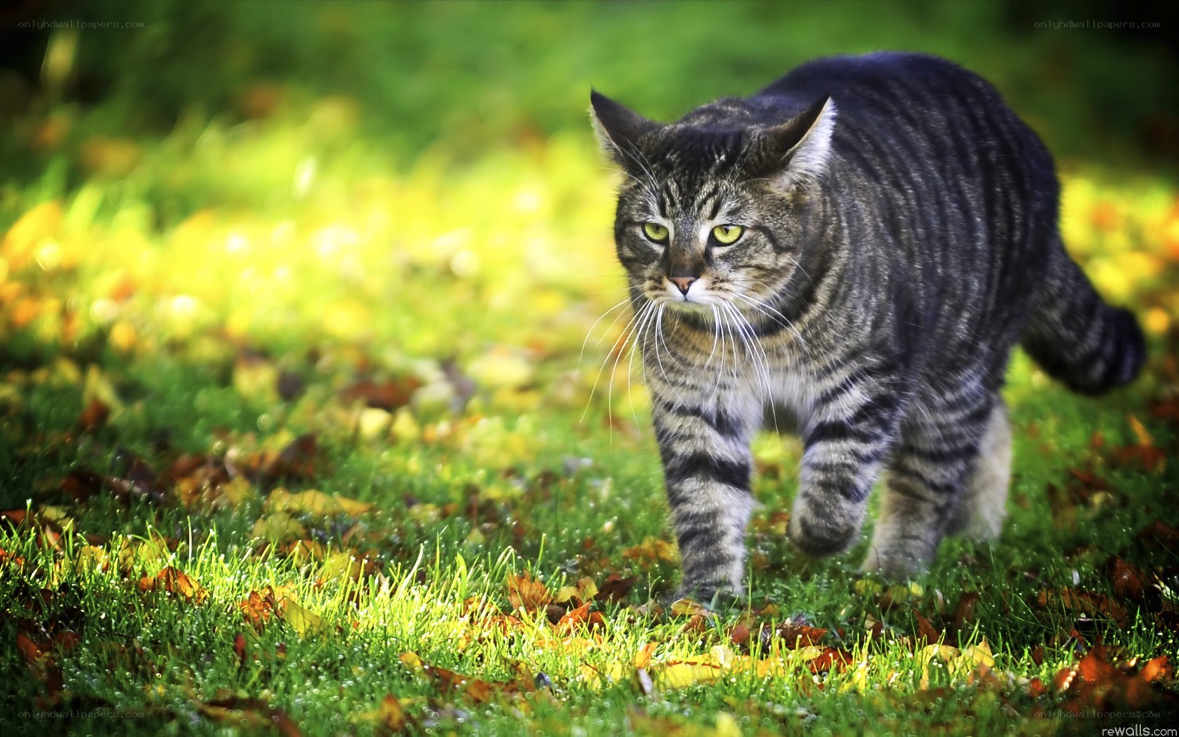 tabby cat walking in grass