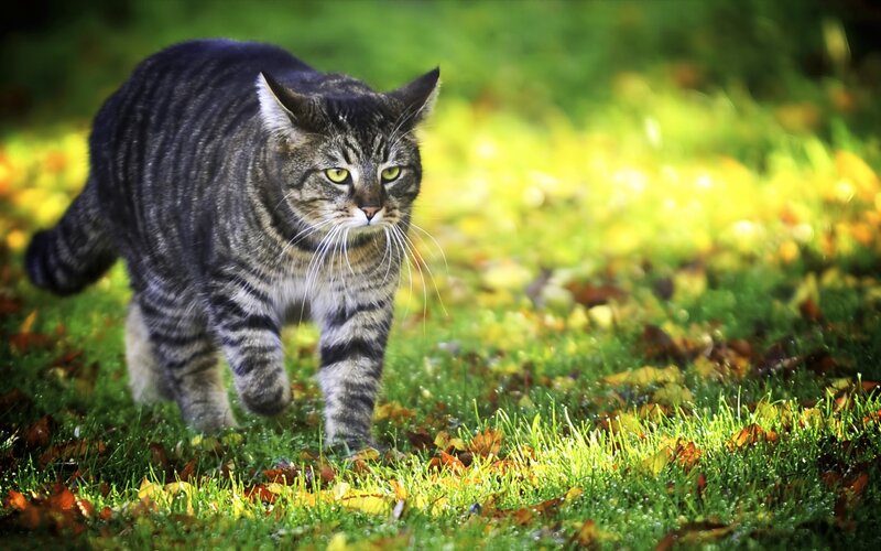 Tabby cat walking in grass