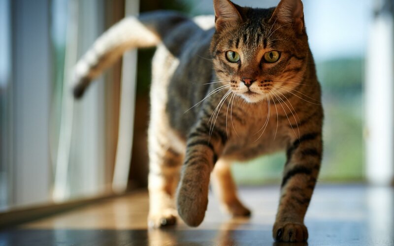 tabby cat walking indoors