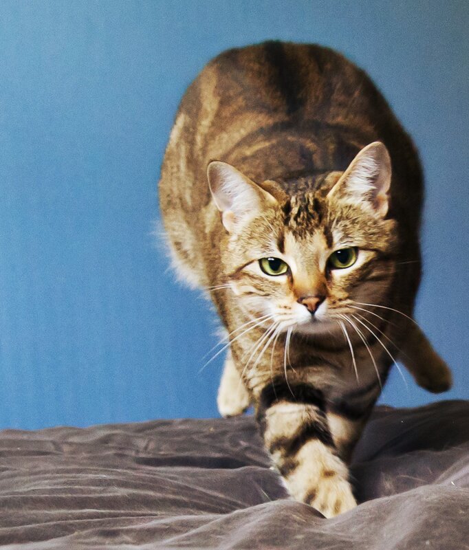 tabby cat walking on bed