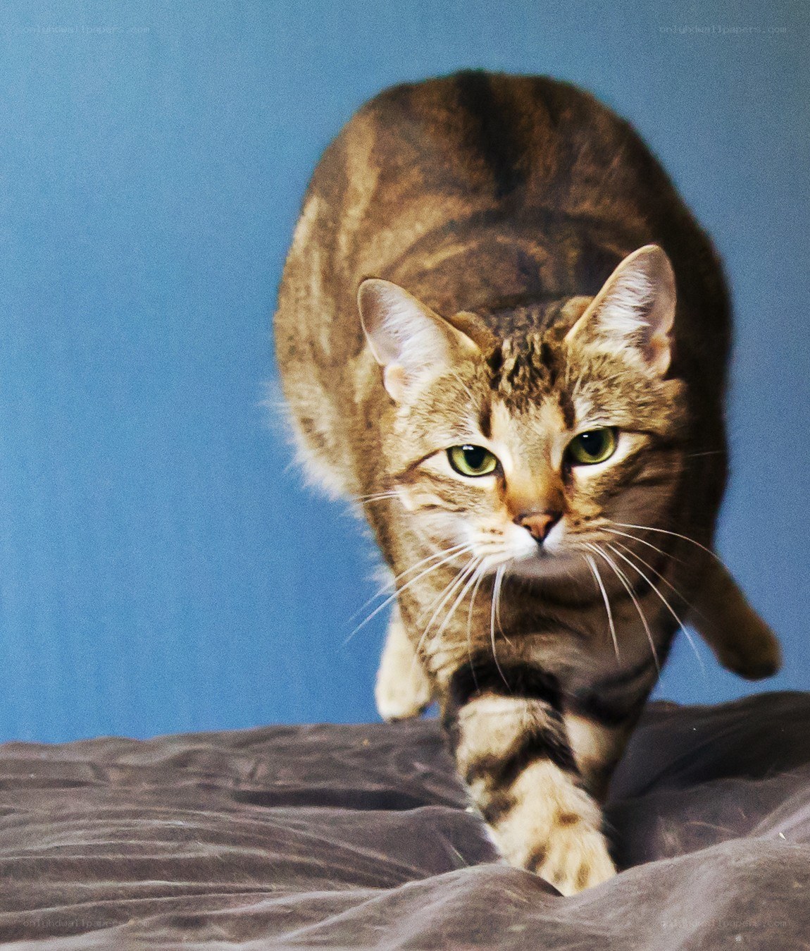 tabby cat walking on bed