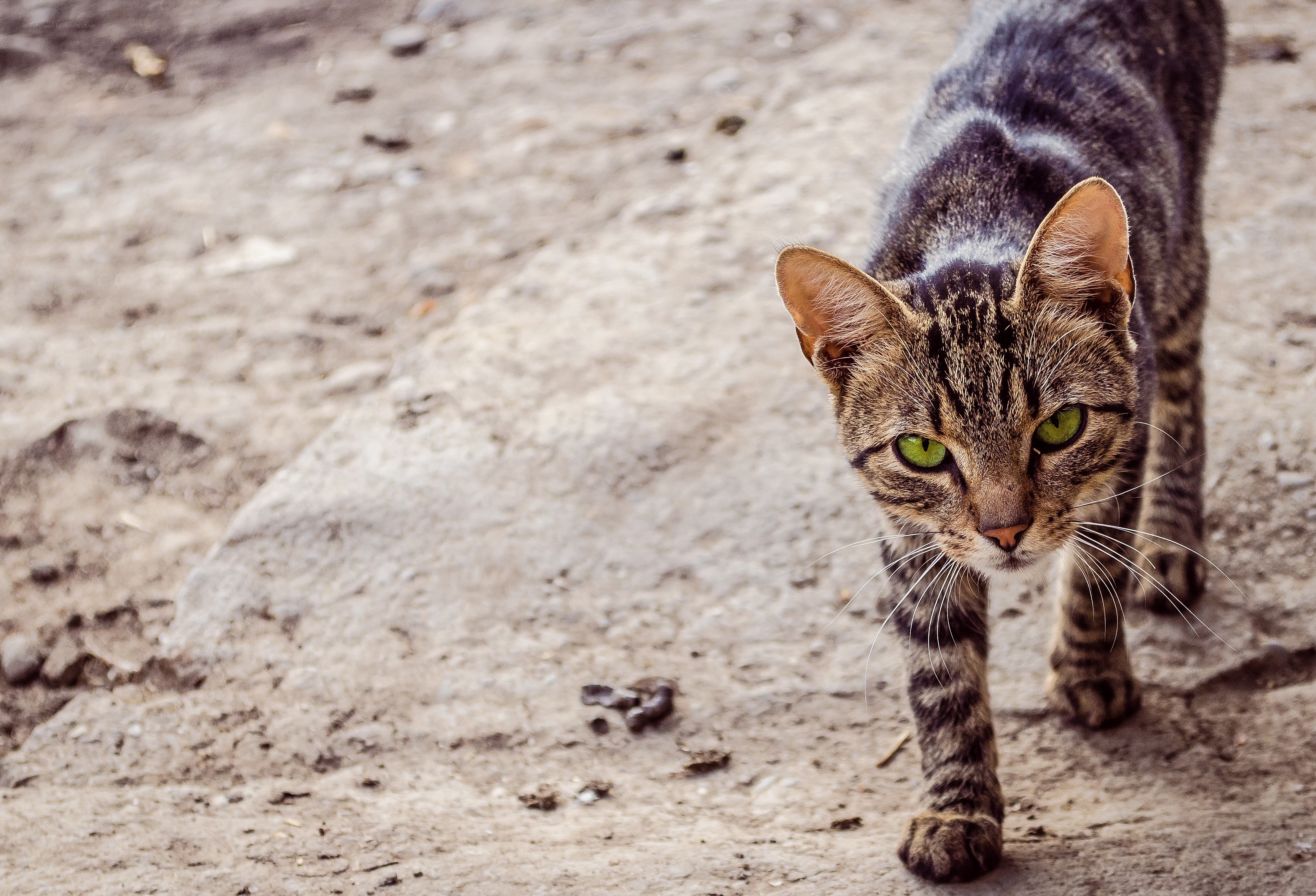 tabby cat walking on dirt