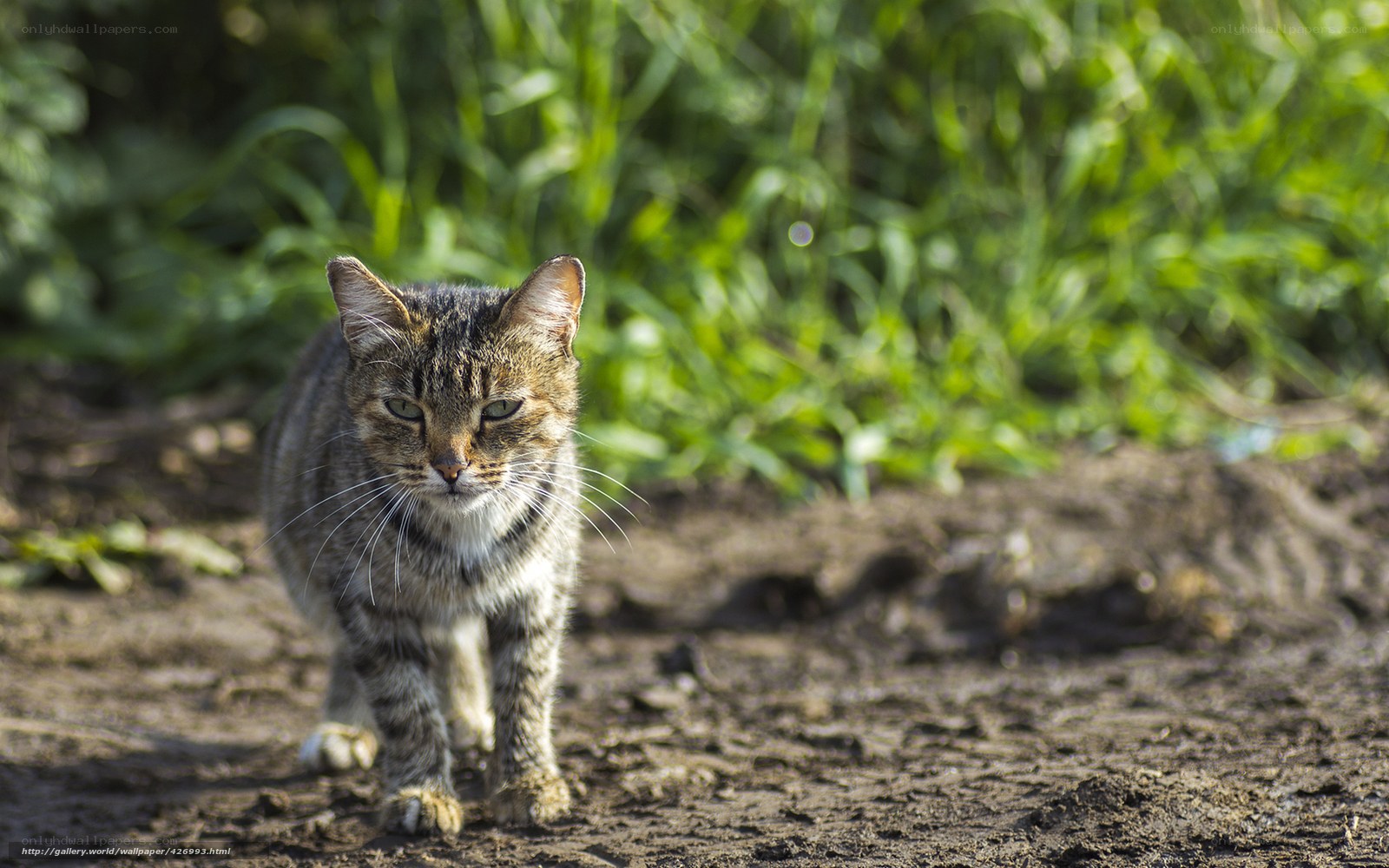 Tabby cat walking on dirt